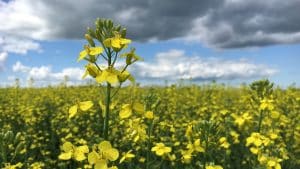Canola in the sclerotinia fungicide window