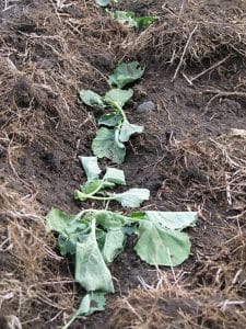 Cutworm damage