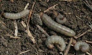 Pale western cutworm