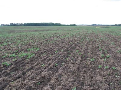 09 cutworm patchy field Middle Lake_opt