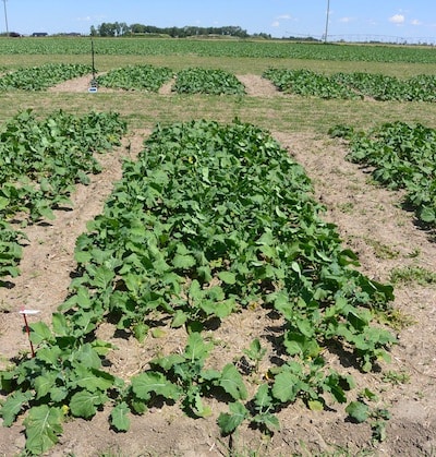 1.5X seeding rate