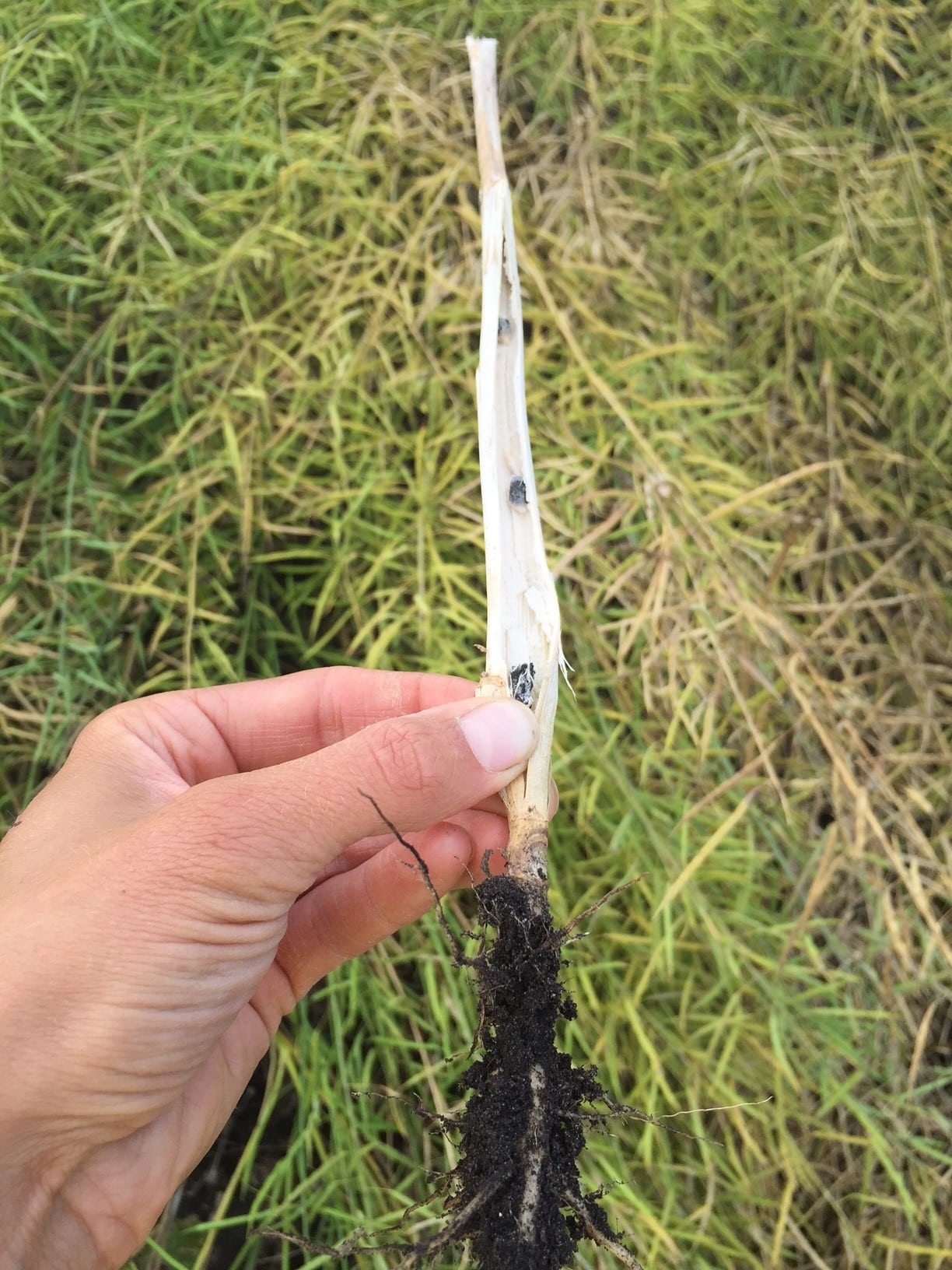 sclerotia bodies in a sclerotinia-infected canola stem