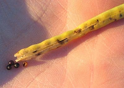 Alternaria disease can cause pods to dry prematurely.