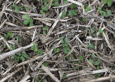 volunteer canola