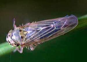 Aster leafhopper (Olivier)