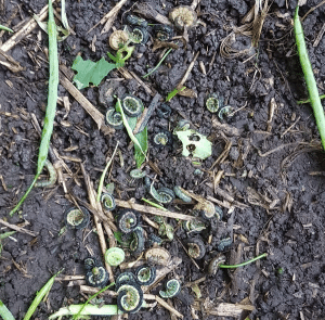Counting berthas shaken from canola plants