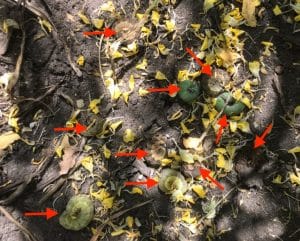 Counting bertha army worms on the ground