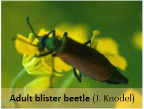Blister beetle Knodel