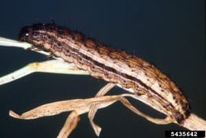 Bristly cutworm