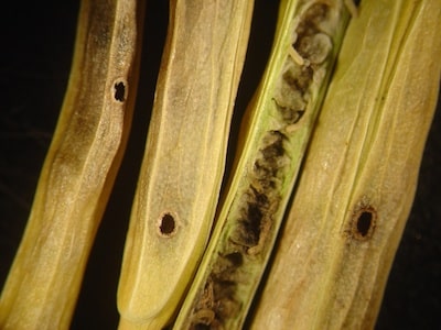 CSPW damage to pods