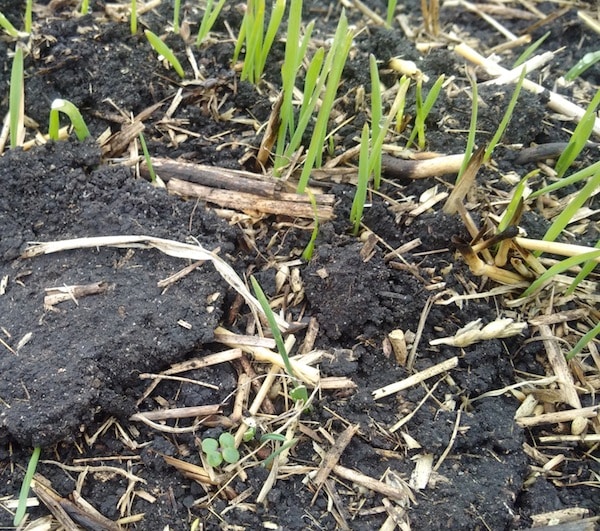 Canola emerging with wild oats