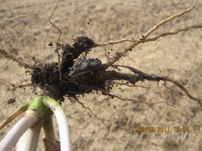 Clubroot 4 cropped
