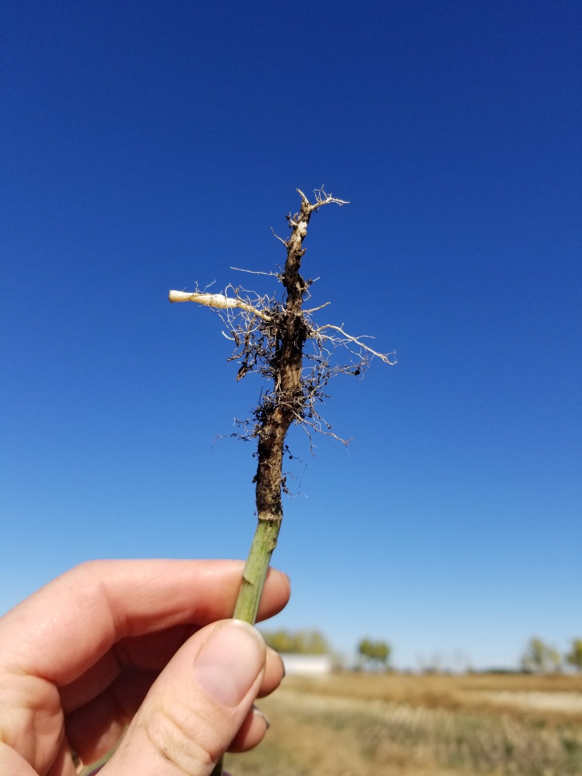 small clubroot galls on a canola root