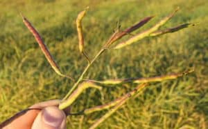 Sunscald in canola