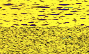 Coarse droplets and low water volumes leave lots of untouched area (top half) on this water-sensitive paper.
