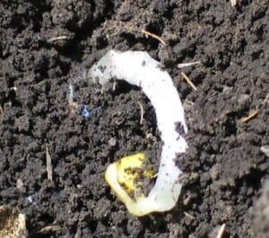 Canola seedling meets soil crust