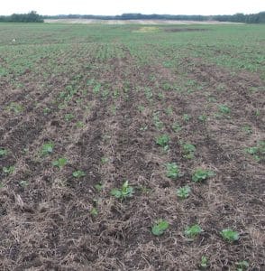 Patches in a spring canola field that could be caused by cutworm feeding.
