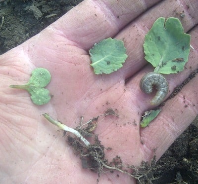 Cutworm scouting step 3: Identify insects found. This is a cutworm. The nominal threshold is 25-30% lost plants in a field or confined area.