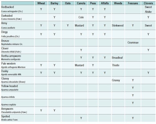Cutworms and preferred crops 500