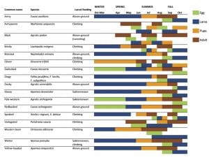 Cutworm lifecycles by species