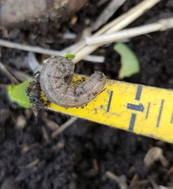 Dingy cutworm