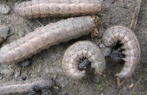 Dingy cutworms