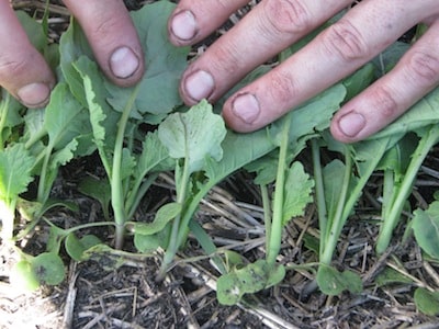 even canola plant emergence