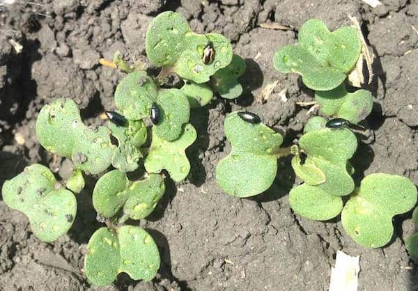 Flea beetles on canola cotyledons