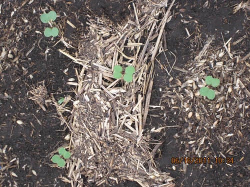 This seed was floated on, then harrowed — in June 2011. We're still in early May.
