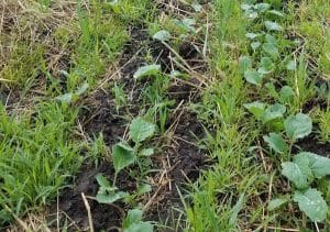 Weeds and canola