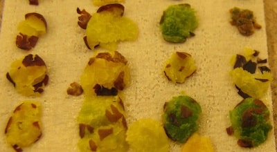 Green canola seeds