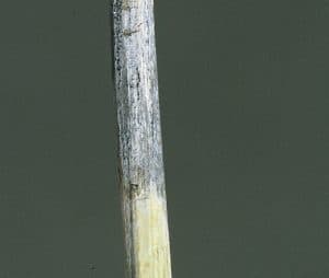Grey stem plant disease in canola
