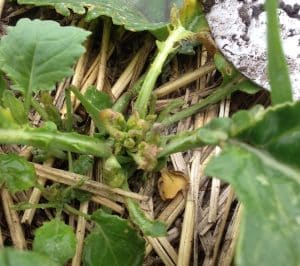 Group 2 herbicide carryover damage