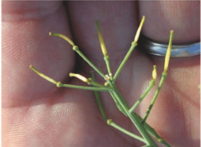 Heat injury to pods.