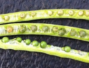 Seeds in the top two pods were immature and will not survive the frost. Seeds in the bottom pod may have green locked in by frost.