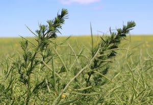 kochia at harvest