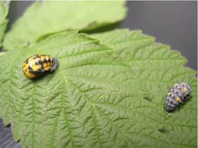 Lady birb larvae (Hartley)_opt