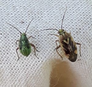Lygus bugs - adult right, fifth instar left