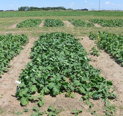Nitrogen top dress, applied June 16.