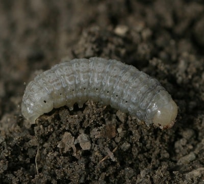 PalewesterncutwormHoar