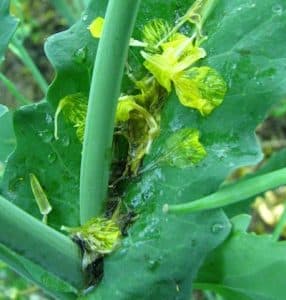 Canola petals that have fallen near the canola main stem that will likely lead to sclerotinia stem rot infection unless they've been sprayed with fungicide.
