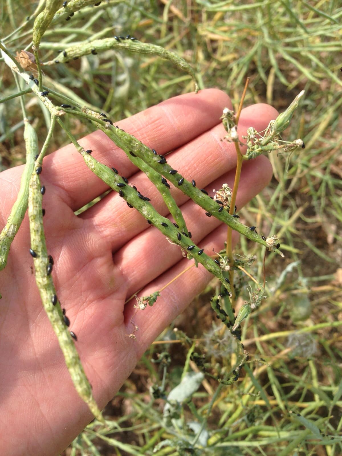 flea beetles on pods