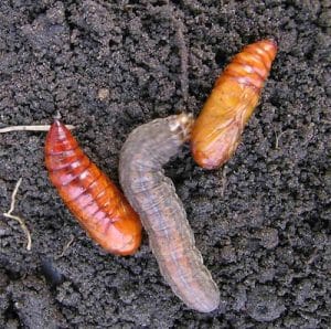 redbacked cutworm with pupae