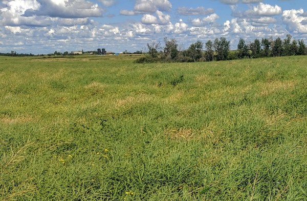 Sclerotinia Infected Canola Plants in a field