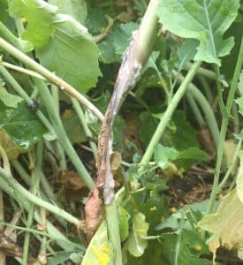 Sclerotinia stem rot in canola.