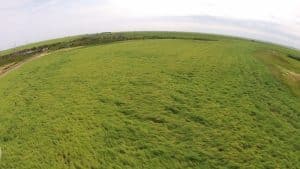 When ground-truthing this image taken with the CCC drone, agronomist found about 10-15% of plants infected with sclerotinia stem rot. Photo credit: Amanda Wuchner