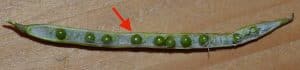 Seeds with just a touch of brown are considered "colour changed". Credit: Brent Wiebe