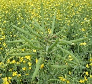"witch's broom" from swede midge damage