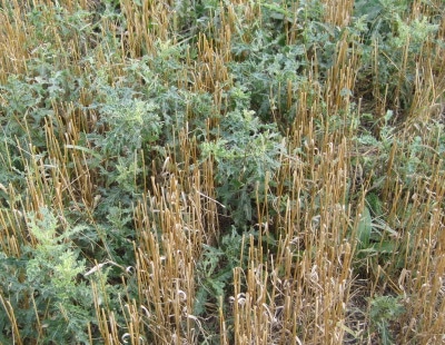 Thistle in stubble