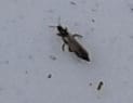 Thrips mature